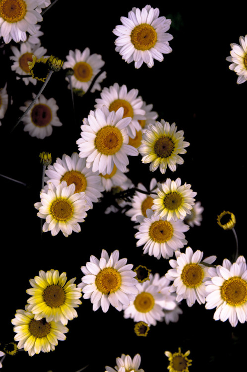 daisies