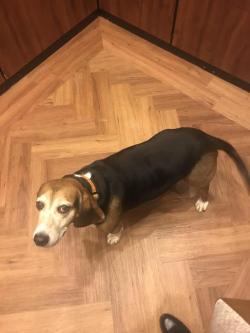 awwww-cute:  Dasher, the sweet old beagle