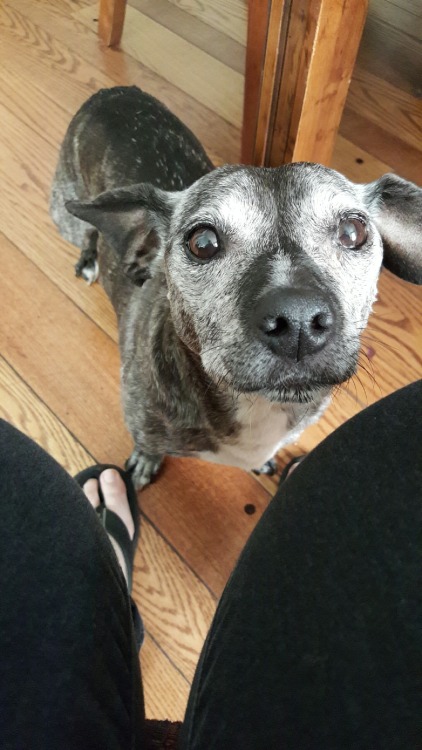 handsomedogs:  my sweet pup Bitty, dachshund/pit mix - @princekaiju