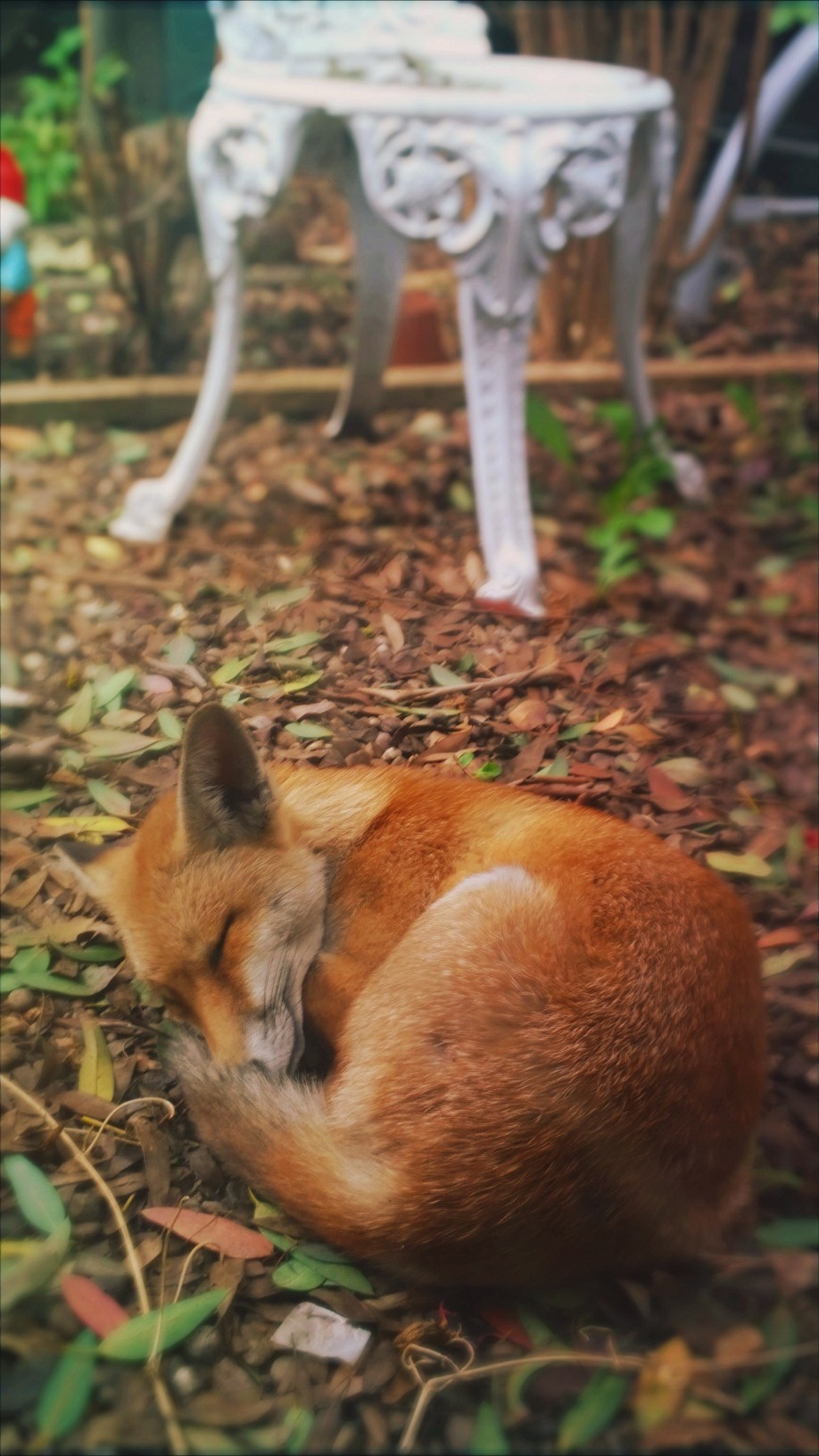 awwww-cute:  Sleeping fox in my garden. (Source: http://ift.tt/1SvoRct) 