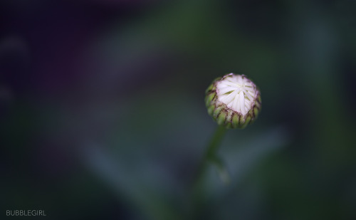 The daises are starting to bloom in my garden.My photography is available at Fine Art America.