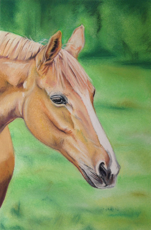 Serie: “Animales”            Pastel sobre papel Canson 160