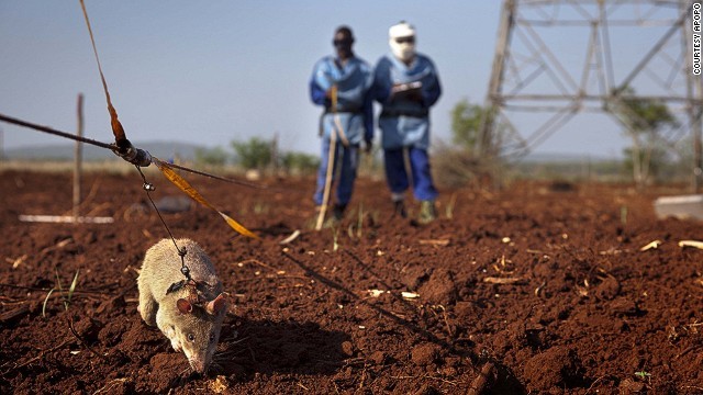 insicknessinhealth: sixpenceee:    Tanzania-based NGO Apopo trains giant African