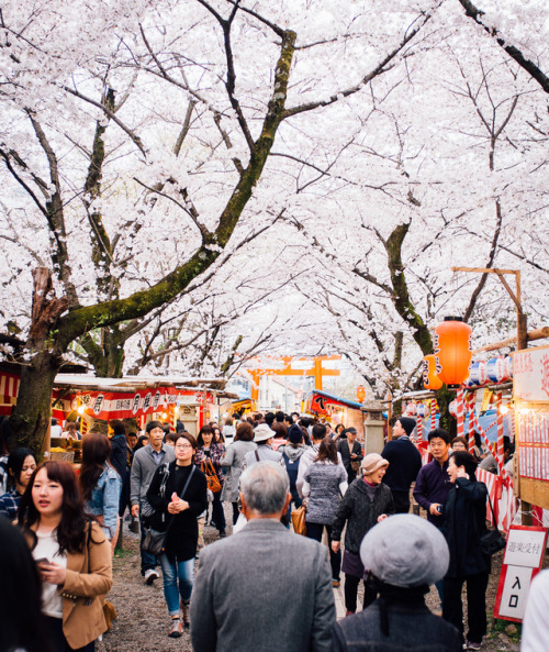 lifeinkyoto: Hanami at Hirano Jinja People’s opinions may differ, but to me, the cherry blosso