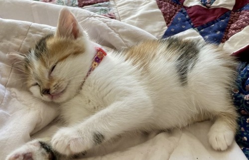 The Wee Fuzzy Baby Kali 