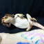 lizardho