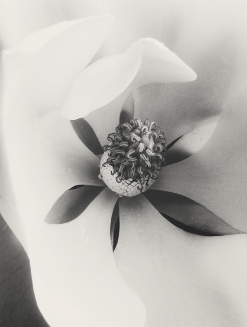 blood-frankvic: Magnolia grandiflora