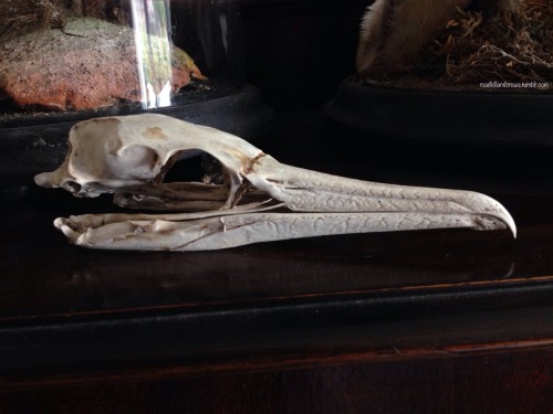 roadkillandcrows:Cormorant skull.