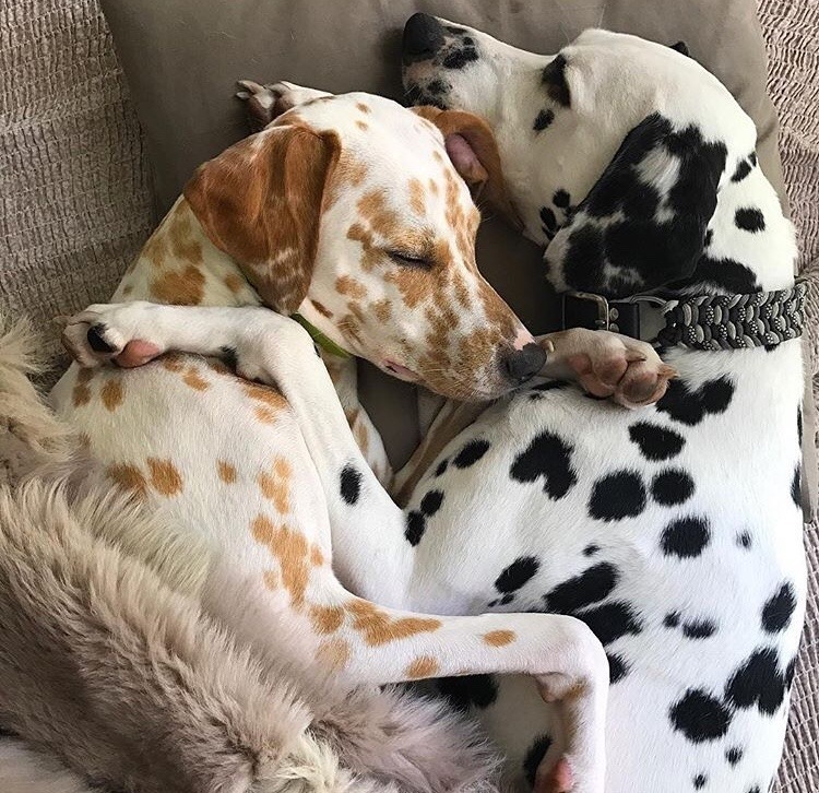 friendly-animals:  (Source)  @slothman-1 and slothgirl6 in Dalmatian form ♥️💖💗💜