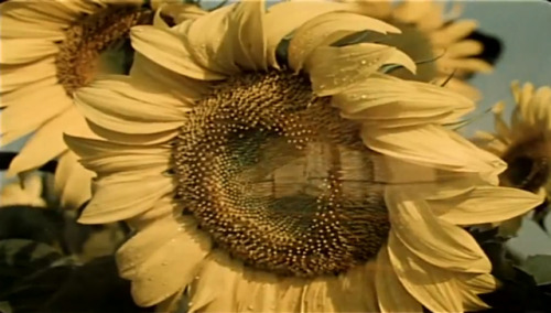 The Forty-First (1956) dir. Grigoriy Chukhray