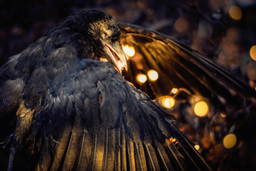 artofmaquenda: PART 1 The Road to Awe “I see the stars in your eyes” said he.“Reflections merely.” Said the crow.“Memories and premonitions” the voice, a soft rebuke.“How can you know such things as the sky will not tell?” crow asked,“I