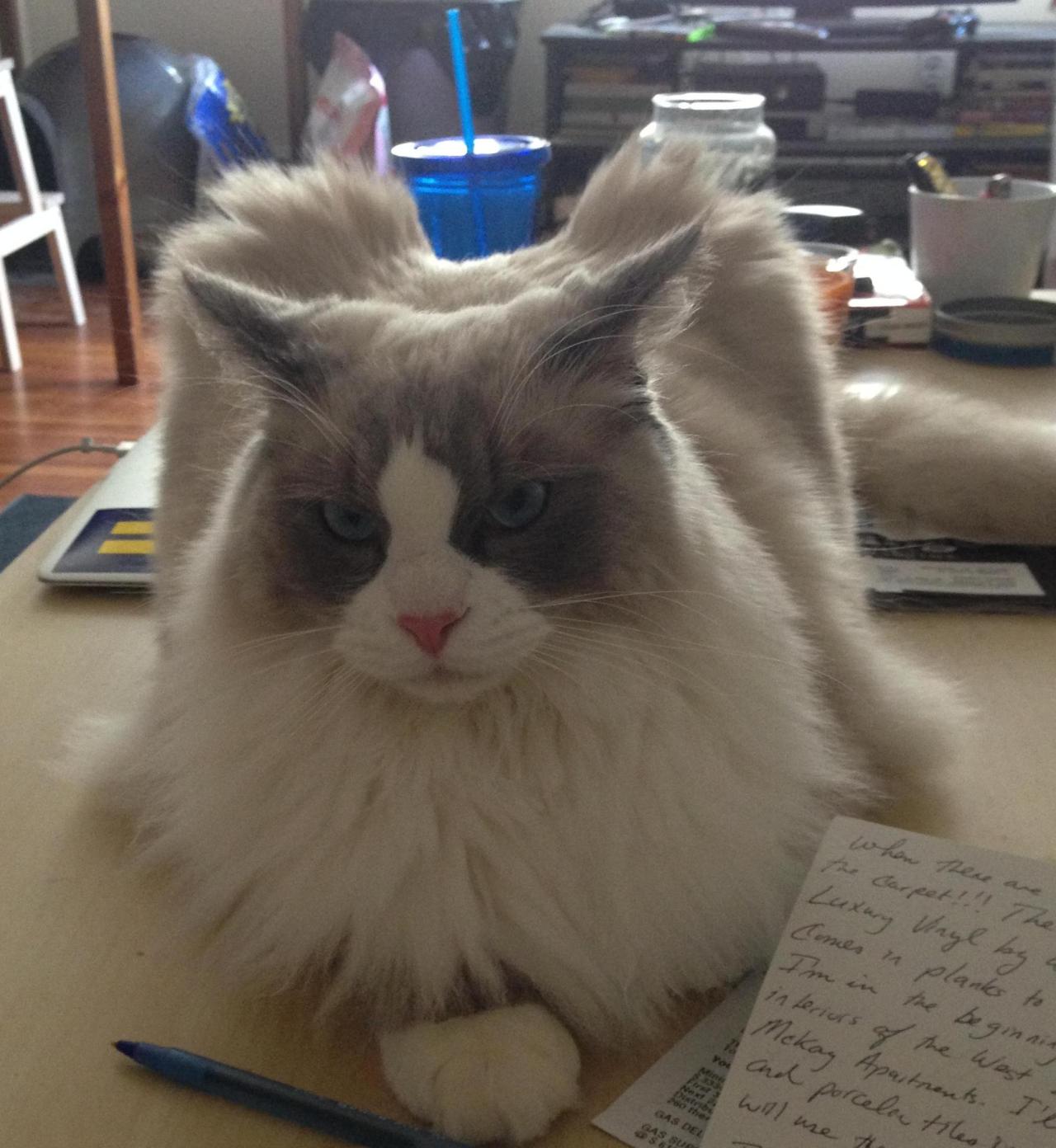 awwww-cute:17lbs of Unamused (Source: http://ift.tt/1OWgRgK)