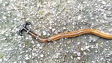 twixie-answers-mod: furbearingbrick:  unexplained-events:  Hammerhead Worm Bipalium,