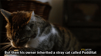 doublemeatwithguac:  luisgpiercing:  huffingtonpost:  Seeing Eye Cat Adopts Blind Dog As Best Friend, Guides Him Everywhere This is the classic story of a dog chasing a cat, though it turns the convention on its tail, so to speak. Watch this unlikely