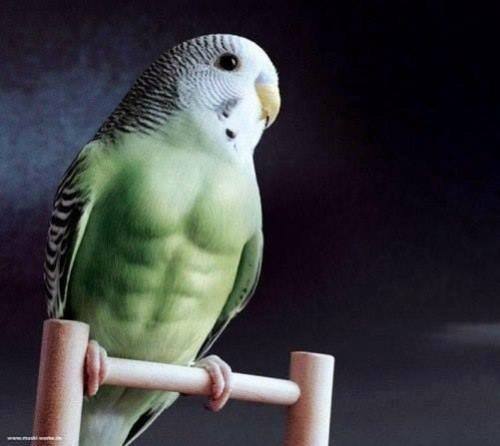 avianawareness:put down you bread, time adult photos