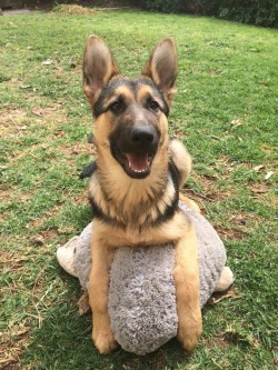 blogaboutwhyisuck:  She loves her shark pillow