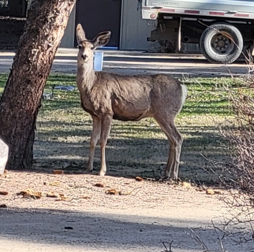 I Love My Morning Walks. I Find Such Calmness And Peace And Sometimes I Get To Meet New Friends Along