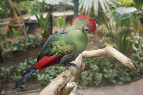 Red-crested turaco