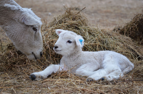 Baby Lambs at Bear Creek