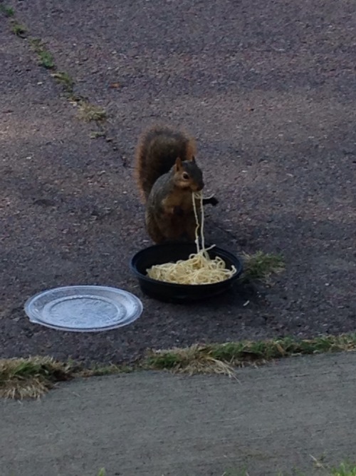 squirrelsbyallie: Just a squirrel and a bowl of noodles