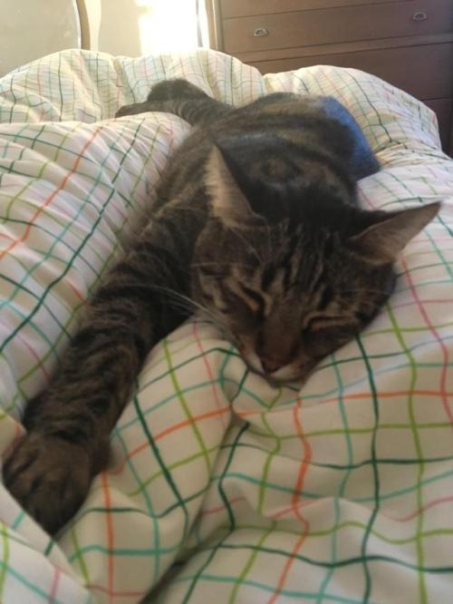 awwcutefuzzyanimals:Woke up to find George stretched out next to my leg, from my ankle to my hip.