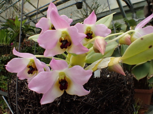 orchid-a-day: Dendrobium trantuanii Syn.: Dendrobium tuananhii June 25, 2018