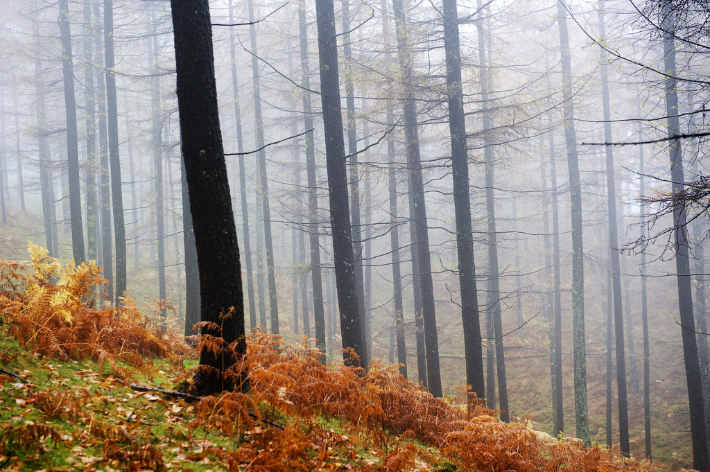 woodendreams:   (by oskarzapi)