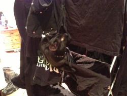 getoutoftherecat:  get down from there cat. i know you’re black but that does not make you laundry that needs airing.