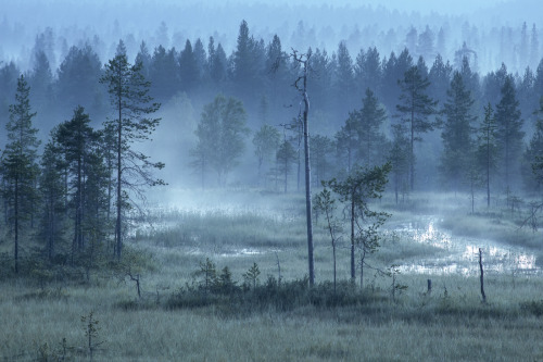 tiinatormanenphotography:Into the woods. Southern Lapland, Finland. by Tiina Törmänen