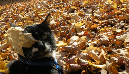 xghosttown:  Timmy and Brody absolutely love Fall.