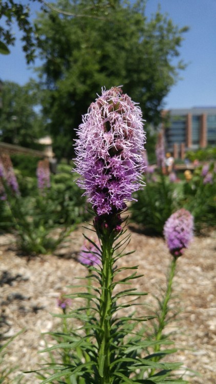 Liatris spicata is in the sunflower family Asteraceae. Commonly known as dense blazing star, it is n