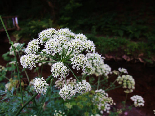 Hemlock Water-dropwort (Oenanthe crocata) by Ronayne94 on Flickr.