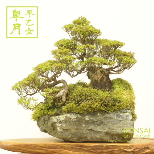 「早乙女」皐月の石付盆栽“SAOTOME” SATSUKI azalea bonsai on a rock2017.8.11 撮影bonsai on the rock| Cre