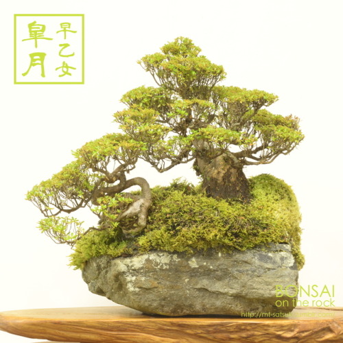 「早乙女」皐月の石付盆栽“SAOTOME” SATSUKI azalea bonsai on a rock2017.8.11 撮影bonsai on the rock| Creema | BASE |