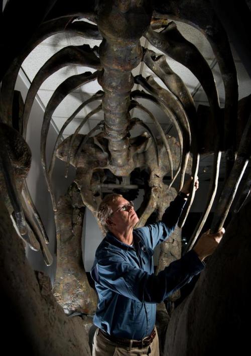 spacetimewithstuartgary: Researchers discover Moabosaurus in Utah’s ‘gold mine’ Mo