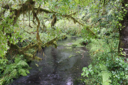 quiet-nymph:  Hoh Rainforest//Washington//Photography