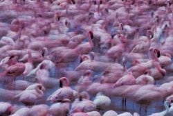 who-:  Flamingos by Martin Harvey