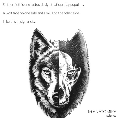 arsanatomica:    I just like the story behind this. On one hand, one piece of misinformation can easily be accepted as fact if it looks appealing enough. Raccoon skulls look more like what you would expect of an animal skull. Instead of the reality where