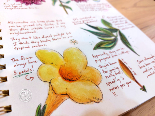 The 11th page of the naturalist journal is all about colourful flowers! Coincidentally, these two fl