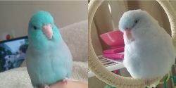 pastel-chaos:    (・Θ・)   an appreciation post of my two favorite birds on vine [x]