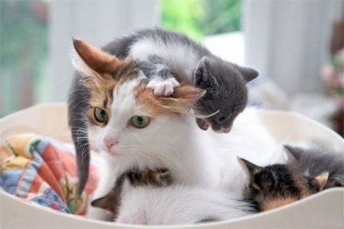 embracing-the-shadow:cybergata:Some days is hard to be patient with the babies.In the fostering world, we call this the “spay me now” look.