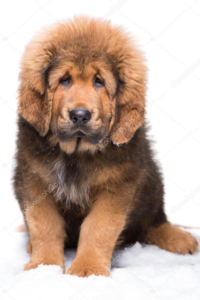 scarlettjane22:  TIBETAN MASTIFFSround 1www.google.com