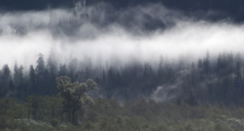 Quinault Old-Growth (Olympic National Forest) by wild trees