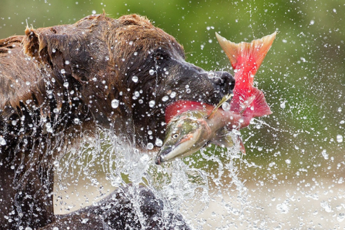 rebexorcist:  tulipnight:  Bear catching salmon by  Tin Man  @artemispanthar