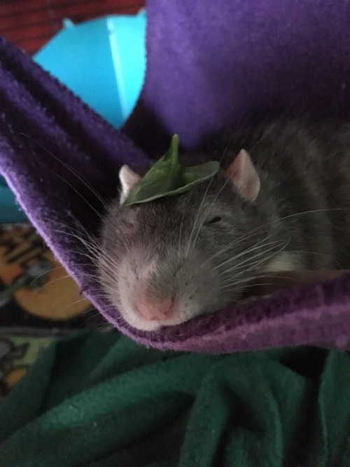wrigglyrats:Look at my boy and his fancy hat, don’t he look dapper?