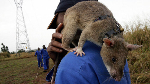 In former battlefields in Africa they are using trained rats to sniff out mines and unexploded ordna