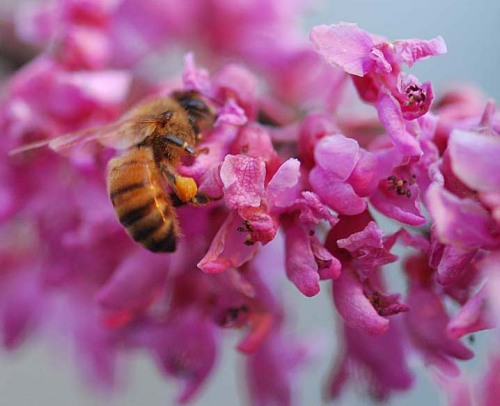 look at all these beautiful pictures of nature! they’re all from this site here.