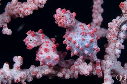 sixpenceee:The following are pygmy seahorses. They are found in Southeast Asia in the Coral Triangle