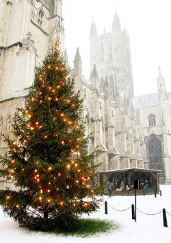 enchantedengland:  fabulousplaces: Canterbury Cathedral, Snowing, Christmas Tree Lights and Nativity by Jim_Higham on Flickr. enchantedengland: December is snowy Christmas twee time no regrets 