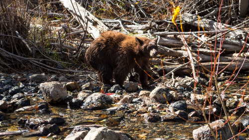 Lake Tahoe Wilderness